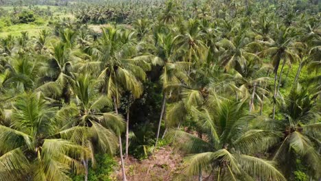 drone landing in the middle of lush palm tree forest in africa, close to the leaves