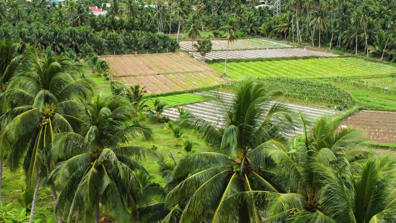 Terreno agricolo rurale tropicale nel Sud-est asiatico circondato da palme.