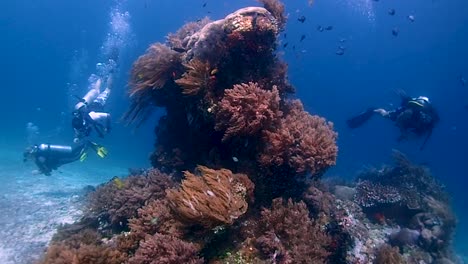 pristine coral countain sticking up from the white sand