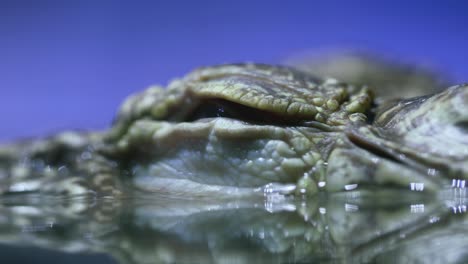 siamese crocodile (crocodylus siamensis)