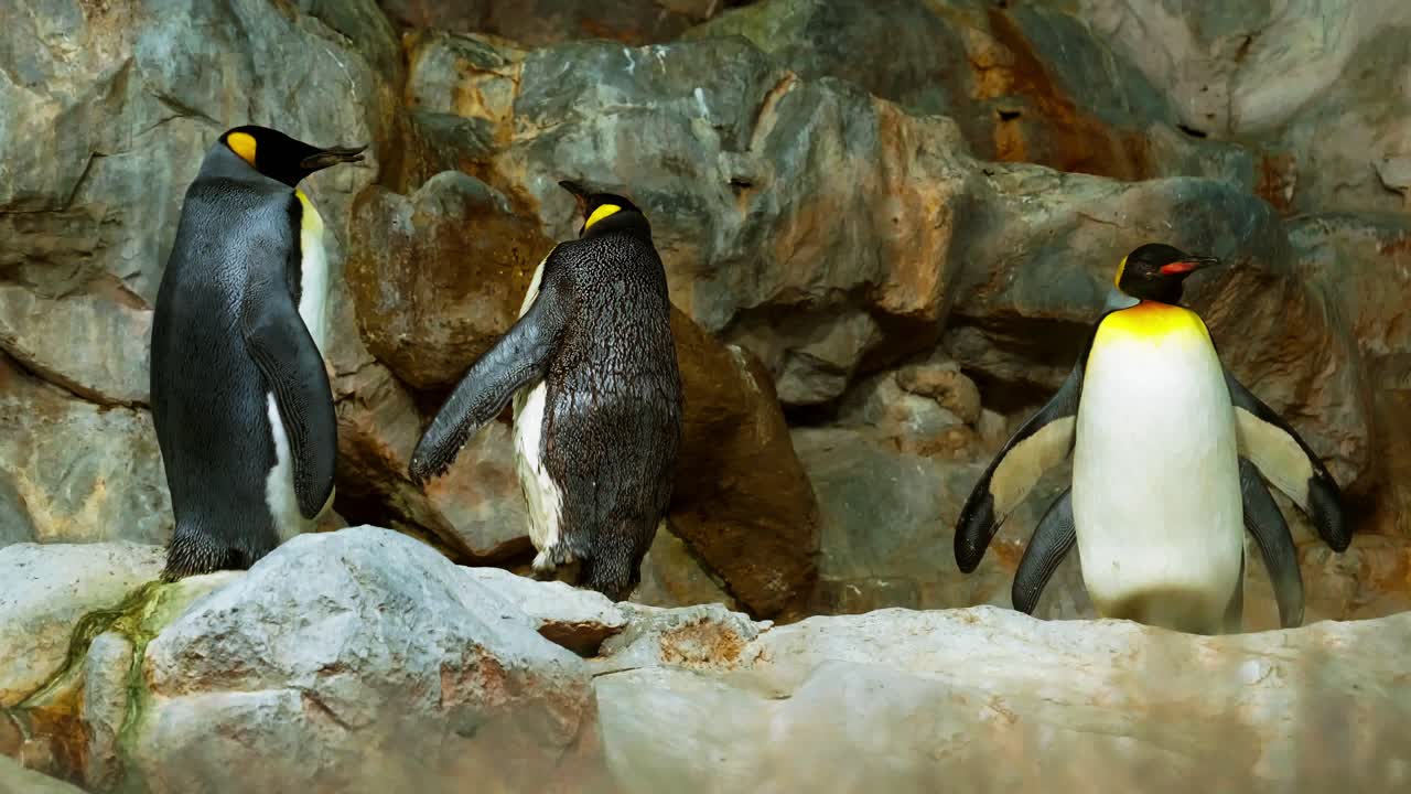 pingüino rey en un ambiente controlado en un zoológico para preservar la especie