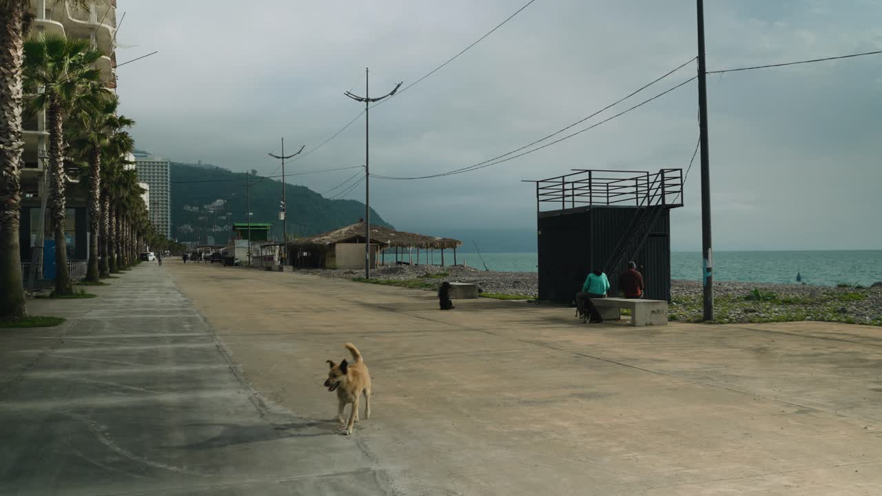 Stray dog running on the beach in Gonio, Georgia