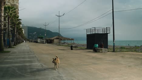 stray dog running on the beach in gonio, georgia