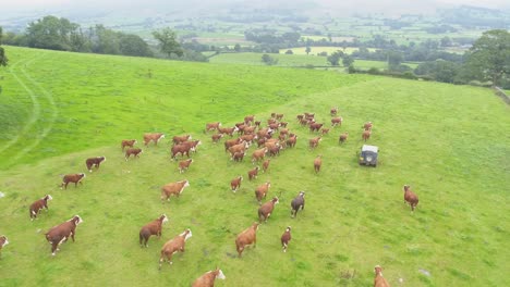 drone footage of a herd of brown cows chasing the farmer's vehicle in a fielding lancashire, uk ahead of feeding