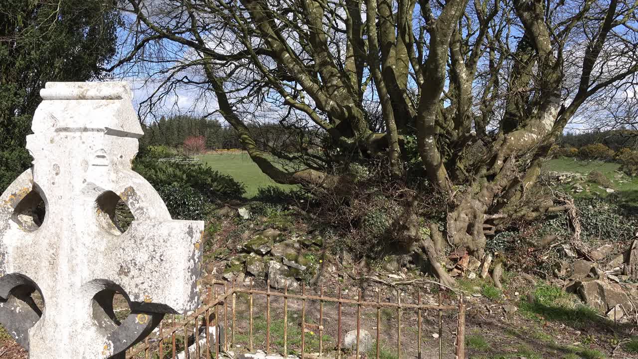 오래된 아일랜드 묘지 고대 돌 십자가와 봄 아침에 매우 오래된 나무