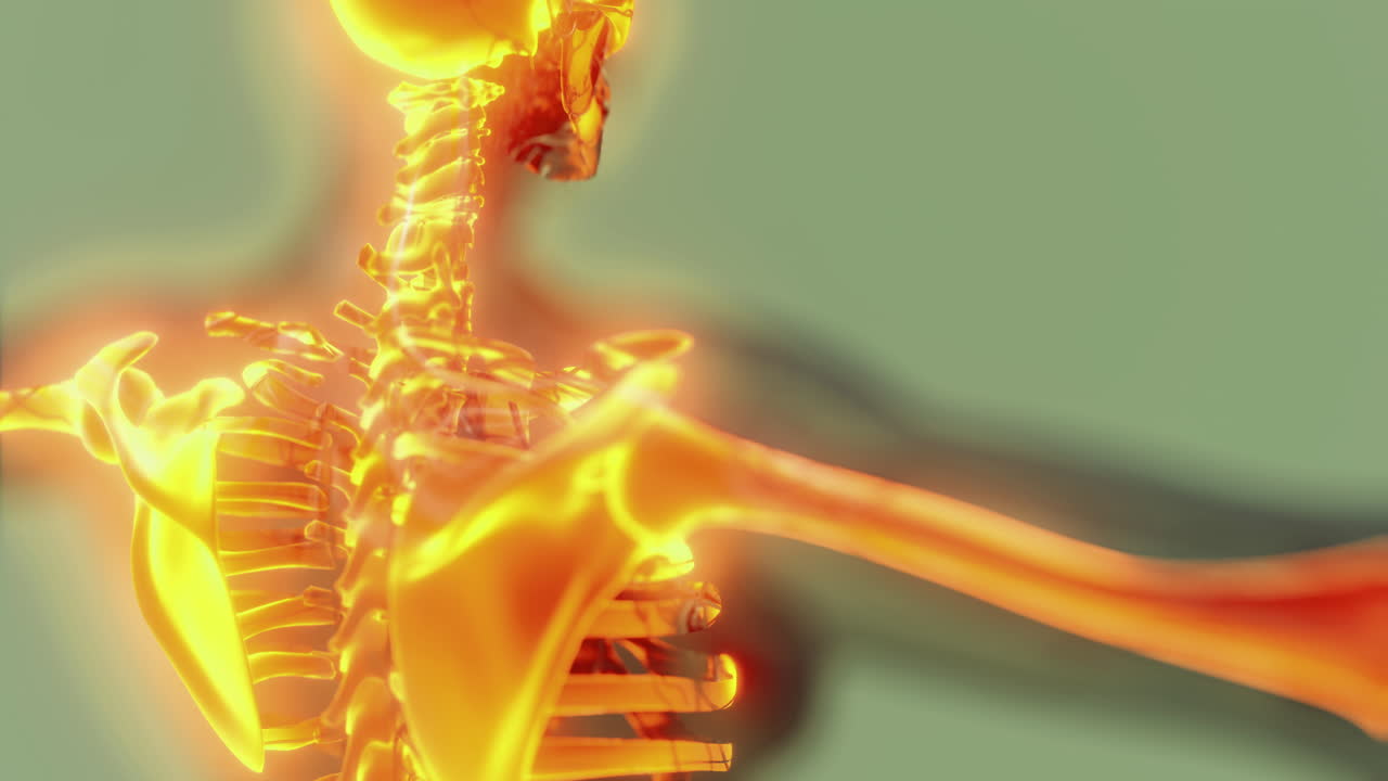 Exploring the intricate details of the human skeleton anatomy and structure