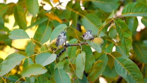 Two-sparrows-on-a-column-of-walnut-wood