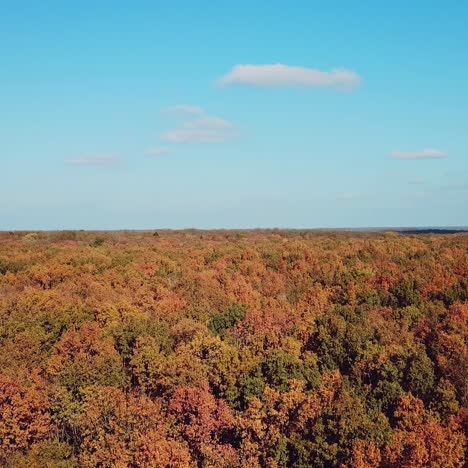 landscape of autumn forest on a sunny day. aerial view. camera motion forward