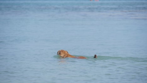 golden retriever swimming in blue sea on a sunny day at the dog beach