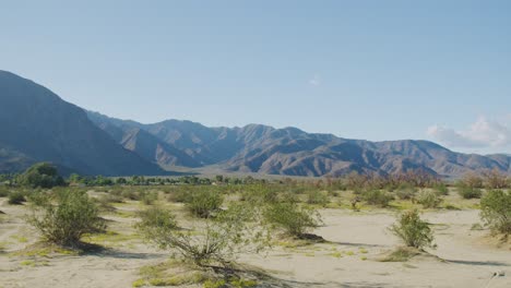 Wide-panning-shot-of-shrubs-growing-in-a-sandy-desert-surrounded-by-mountains-puffy-clouds-and-blue-sky