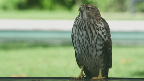 A-beautiful-Cooper-hawk-perched-on-top-of-a-glass-table-during-a-bright-day-in-Los-Angeles,-California