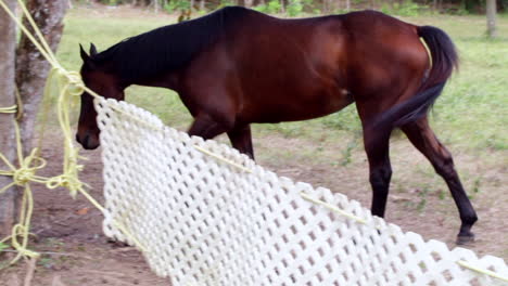 horse-walks-to-shade-under-tree