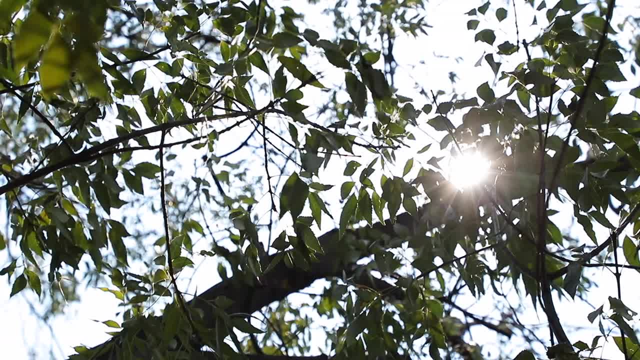 sunshine and tree