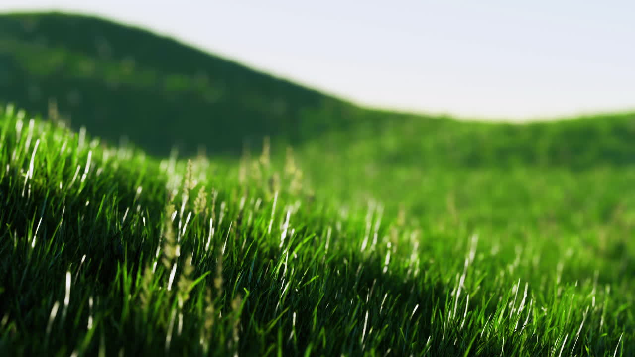 Lush green grass under sunlight on rolling hills during daytime