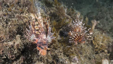 two colourful deadly lion fish sit perched on a reef structure in a slight current displaying their venomous fins