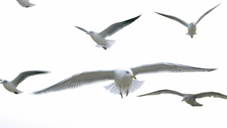 seagulls and birds flying in group against white sky