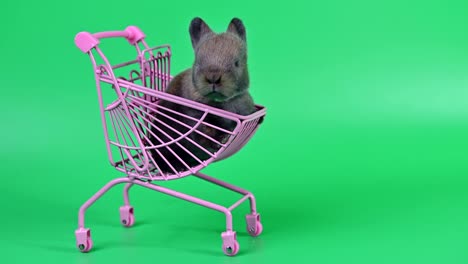 rabbit on green screen background. spirit animal and clever pet for easter