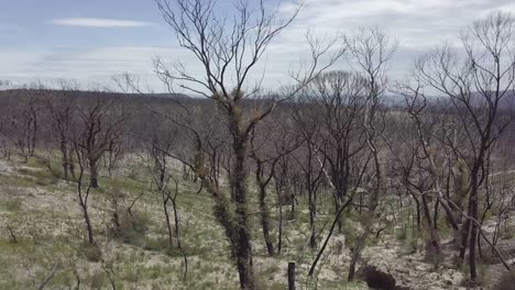 Un-Bosque-Alrededor-De-8-Meses-Después-De-Que-Un-Incendio-Forestal-Fuera-Arrojado