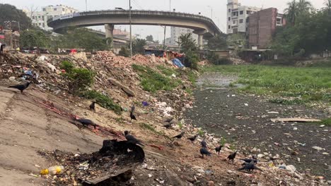 crows searching for food on side of dry garbage filled canal in dhaka