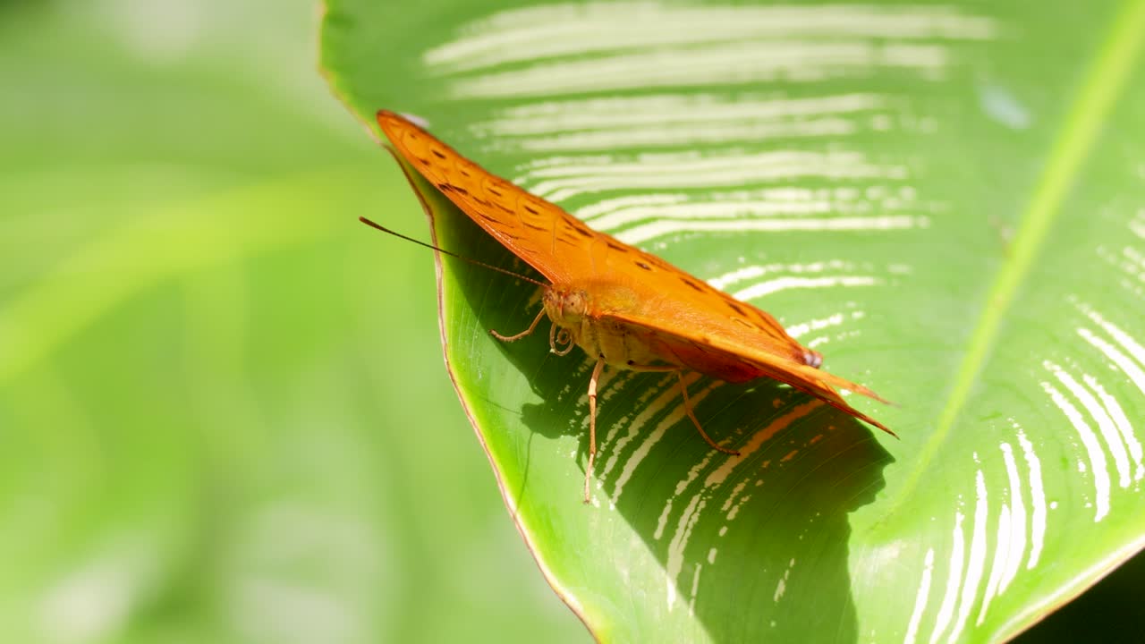 A vibrant orange butterfly rests on a lush green leaf in a sunlit rainforest setting