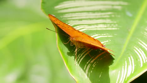 a vibrant orange butterfly rests on a lush green leaf in a sunlit rainforest setting