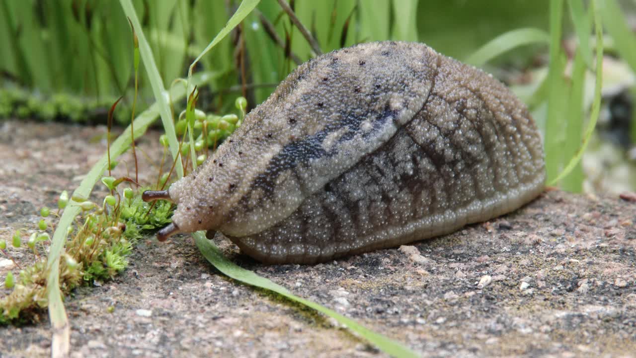 정원에 있는 커다란 무늬와 질감이 있는 민달팽이