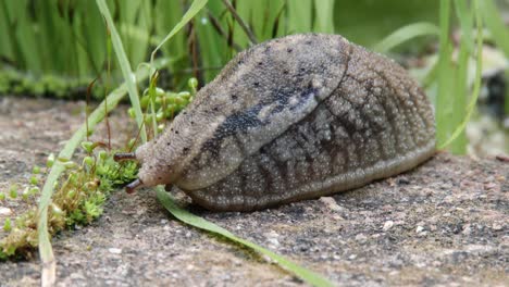 a large patterned and textured slug in a garden, closeup