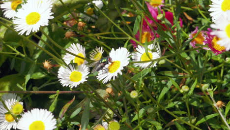 footage of the common green bottle fly on a white daisy gathering pollen