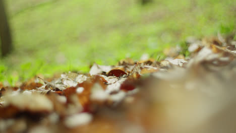 mujer caminando por las hojas de otoño