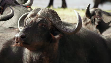 Close-up-shot-of-an-African-Cape-Buffalo-with-flies-buzzing-around-its-head,-surrounded-by-a-herd