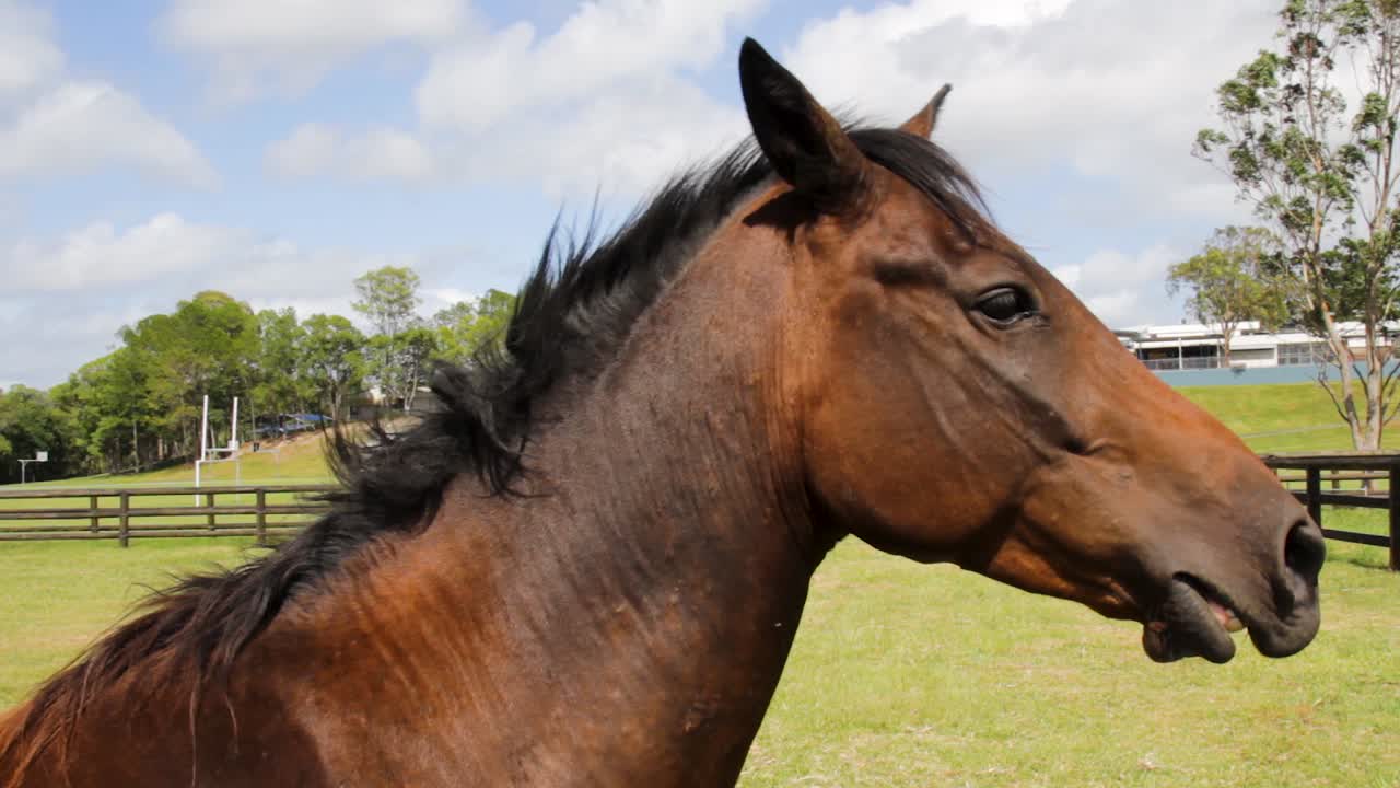 un gran caballo marrón frente a la cámara mientras mueve la boca