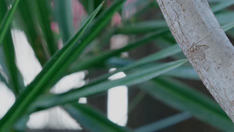 close-up of lush green plant leaves