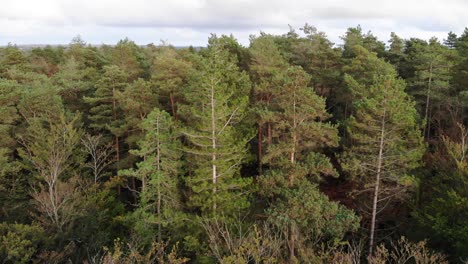 aerial forward shot flying low over trees in devon england uk