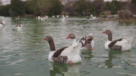 Ducks-swimming-in-a-pond-in-Pamukkale-near-Hierapolis