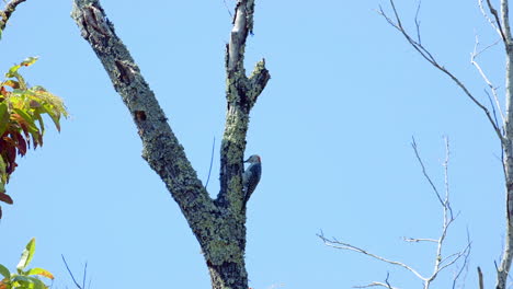 Pájaro-Carpintero-De-Vientre-Rojo-En-Un-Tronco-De-árbol-Y-Ramas