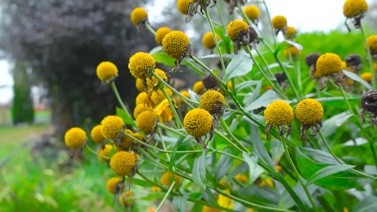 Gorgeous footage of yellow daisy flowers without blossoms and daisies withering away in autumn day. Footage is filmed close up and flowers in garden are in focus. Background is blurred, day cloudy.