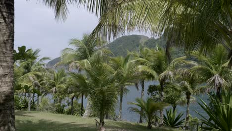 static shot through palm trees blowing in the wind