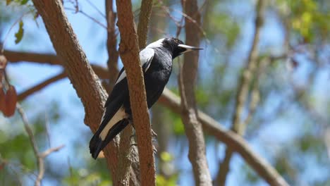 Australian-Magpie-perched-on-a-gum-tree-branch