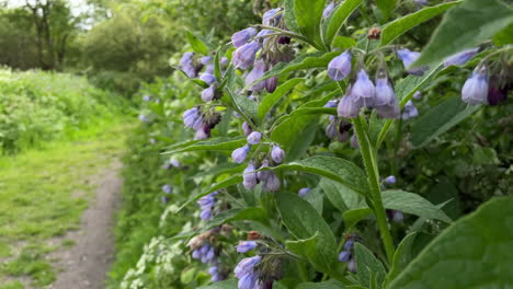 lilac bell shaped wild flowers sway in the breeze in a hedgerow next to a footpath on a marshland