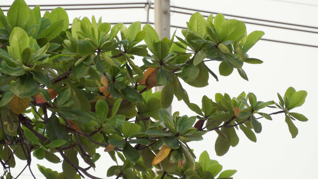 Close-up of Terminalia catappa (Tropical Almond) Leaves