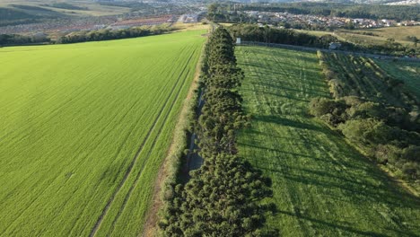 Wooded-country-road-with-pine-trees,-drone-view