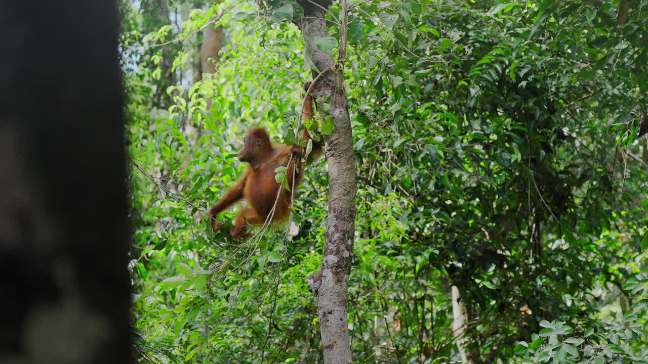 Orangutan in Rainforest