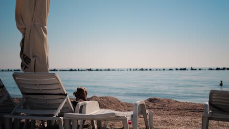 a-dog-in-a-beach,-Mamaia,-Romania