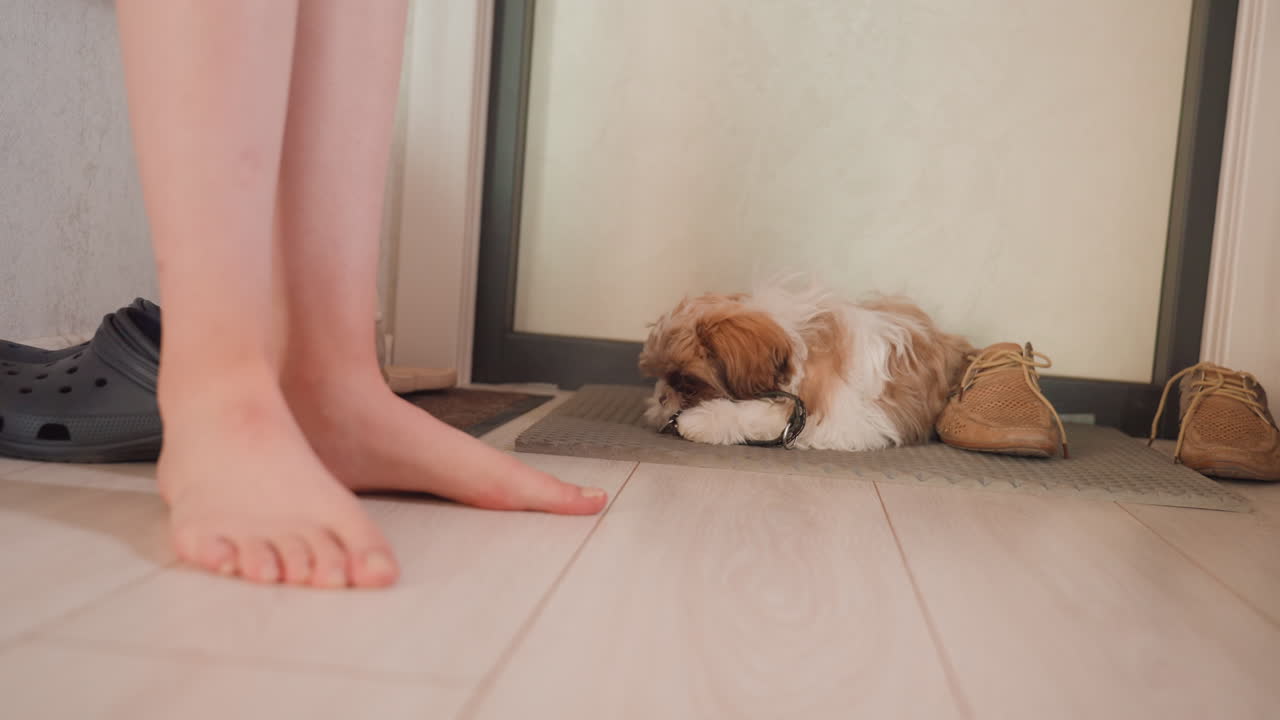 Gentle Petting Moment, Woman Gently Touches Puppy At Doorway, Domestic Scene Of Woman Soothing Shy Puppy With Patience, Serene Moment Where Woman Gently Reassures Nervous Puppy On Doorstep