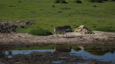 cebra camina por el campo cerca del agua en un hermoso día y sus espejos de reflejo
