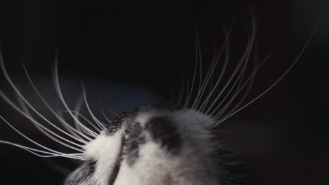 a cute close up shot of a black and white cat scratching himself slow motion full hd