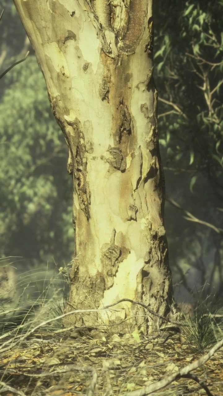 Bark of a eucalyptus tree in a forest during daylight hours