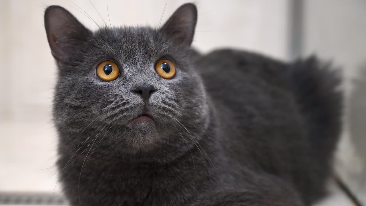 Close up of a grey British shorthair cat with orange eyes sitting on the floor