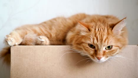 cute ginger cat lying on craft paper box. fluffy petsettle to sleep and starring in camera