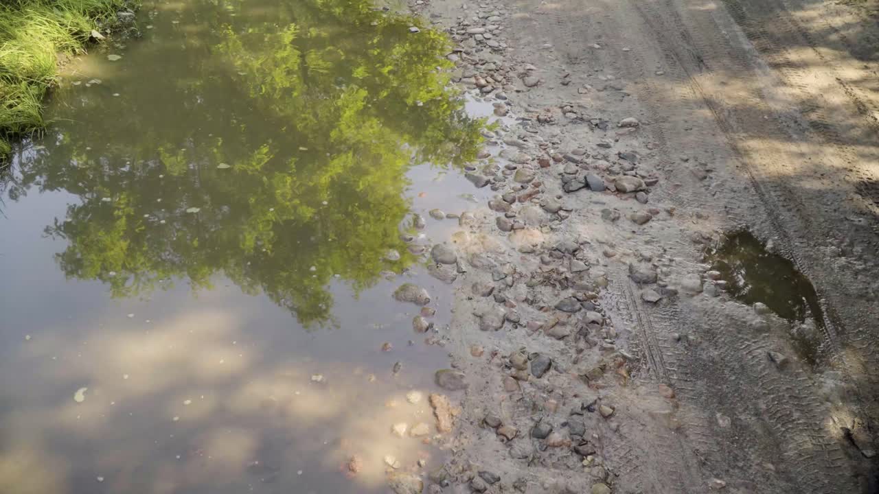 Wet dirt road with puddle and reflecting tree with parallax in 4K